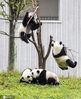 2020年9月12日，四川省阿坝藏族羌族自治州汶川县耿达镇，中国保护大熊猫研究中心耿达神树坪基地内的大熊猫在玩耍、睡觉，萌态十足惹人爱。 