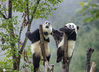 2020年9月12日，四川省阿坝藏族羌族自治州汶川县耿达镇，中国保护大熊猫研究中心耿达神树坪基地内的大熊猫在玩耍、睡觉，萌态十足惹人爱。大熊猫（学名：Ailuropoda melanoleuca）：属于食肉目、熊科、大熊猫亚科和大熊猫属唯一的哺乳动物，头躯长1.2-1.8米，尾长10-12厘米。体重80-120千克，最重可达180千克，体色为黑白两色，它有着圆圆的脸颊，大大的黑眼圈，胖嘟嘟的身体，标志性的内八字的行走方式，也有解剖刀般锋利的爪子。是世界上最可爱的动物之一。来源：IC photo  刘国兴/IC photo