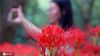 2020年9月14日，游客在扬州瘦西湖风景区的“彼岸花”花海里拍照。来源：IC photo 编辑/刘佳