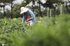 2020年9月15日，江苏省连云港市赣榆区金山镇徐福生态茶园的茶农在采摘的秋茶。