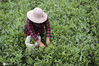 2020年9月15日，江苏省连云港市赣榆区金山镇徐福生态茶园的茶农在采摘的秋茶。