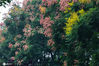 2020年9月16日，宁波镇明路。这条老宁波熟悉的马路，又到了一年中最美的时候！这条路上有款高颜值的行道树， 黄山栾树，开花了！已经美成了这样！