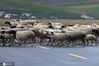 2020年9月4日，内蒙古呼伦贝尔，秋日的呼伦贝尔大草原上的一群羊排队穿越公路。
