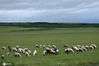 2020年9月4日，内蒙古呼伦贝尔，秋日的呼伦贝尔大草原上的一群羊排队穿越公路。松凡/IC photo 编辑/陈进

