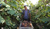 2020年9月17日，山东省邹平市高新街道小果村葡萄家庭农场，农民在收获葡萄。