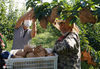 2020年9月17日，山东省邹平市长山镇八方农场，果农在千亩梨园采摘黄金梨。
 
