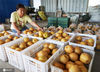 2020年9月17日，山东省邹平市长山镇八方农场，果农在整理采摘的黄金梨。