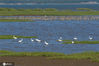 2020年9月18日，这是在青岛市胶州湾国家级海洋公园城阳河套水域拍摄的觅食中的白鹭。