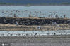 2020年9月18日，在山东省青岛市胶州湾国家级海洋公园城阳河套水域，数万只迁徙归来的候鸟在海岸旁觅食栖息，构成一幅水天一色、鸟舞清秋的生态画卷。图为2020年9月18日，在青岛市胶州湾国家级海洋公园城阳河套水域美丽的海岸线上，万鸟起舞巡游觅食。来源：IC photo 王海滨/IC photo
