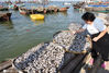 2020年9月20日，江苏连云港，连岛街道西连岛渔港码头，渔民在晾晒鱼干。