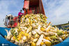 2020年9月21日，一台收割机在山东省青州市黄楼街道冷门村田间卸下收获的玉米。