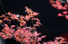位于中国东部江苏省扬州市的葛园（Geyuan Garden）一直忙着吸引着9月中旬生长在树上的红枫叶的人们。来源：CFP.CN 编辑/刘佳