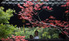 Maple leaves in Geyuan Garden, Yangzhou, East China's Jiangsu province. [Photos/CFP.CN]