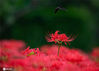 2020年9月22日，在南京中山植物园，一只蝴蝶在盛开的石蒜间飞舞。秋分时节，南京中山植物园内石蒜盛开，蝴蝶在其间穿梭飞舞，构成一幅美丽的画卷。