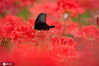 2020年9月22日，在南京中山植物园，一只蝴蝶在盛开的石蒜间飞舞。秋分时节，南京中山植物园内石蒜盛开，蝴蝶在其间穿梭飞舞，构成一幅美丽的画卷。来源：IC photo 苏阳/IC photo