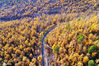 2018年10月1日，大兴安岭秋季森林地理风光，深秋的松桦混交林（白桦林、落叶松）风景。