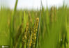2020年9月27日，江苏淮安，金秋时节，洪泽区高良涧街道农田里，水稻逐渐成熟，颗粒饱满。从空中俯瞰，村庄和稻田构成一幅幅丰收在望的美丽画卷。