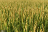 2020年9月27日，江苏淮安，金秋时节，洪泽区高良涧街道农田里，水稻逐渐成熟，颗粒饱满。从空中俯瞰，村庄和稻田构成一幅幅丰收在望的美丽画卷。