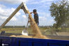 2020年9月27日，在江苏省淮安市洪泽区朱坝街道袁集村，农民驾驶收割机在田间收割水稻。
