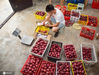 2020年8月31日，在内江长江现代农业园区大学生创业孵化基地，陈浩正在分装百香果。 唐明润/IC photo
