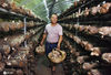2020年9月3日，菇农在浙江省金华市武义县创新食用菌公司光伏农业科技园大棚内采收鲜香菇。张建成 /IC photo
