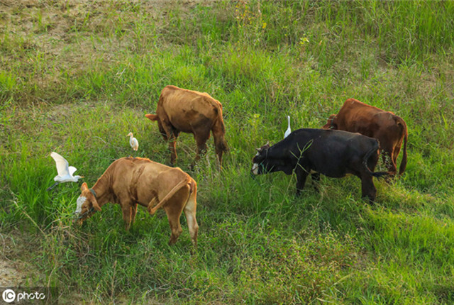江苏泗洪：白鹭与群牛和谐相处 共画生态景象
