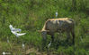 2020年9月6日，江苏省宿迁市泗洪县洪泽湖湿地内，数十只白鹭与群牛和谐相处，群牛低头吃青，白鹭或在空中飞舞，或落于牛背身上，不时腾起于牛群，构成一幅唯美的田园画卷。
