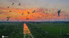 2020年9月6日，江苏省宿迁市泗洪县朱湖乡新行村树林数万只白鹭聚集于此，场面蔚为壮观。遮天蔽日的白鹭与绚丽多姿的晚霞相映成趣，构成了一幅壮美的生态画卷。