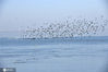 2021年1月9日，江苏省淮安市洪泽区蒋坝镇附近的洪泽湖上大量水鸟聚集。