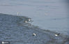 2021年1月9日，江苏省淮安市洪泽区蒋坝镇附近的洪泽湖上大量水鸟聚集。