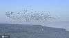 2021年1月9日，连日来，受北方强冷空气影响，江苏洪泽湖出现大面积冰冻，在江苏省淮安市洪泽区蒋坝镇南水北调洪泽站附近，由于调水期间洪泽湖出水口附近没有结冰，引来大量鸬鹚、红嘴鸥、小鸊鷉、大白鹭等水鸟来此聚集觅食，成群的水鸟在湖面上形成了一道独特的风景。随着洪泽湖十年禁捕，生态环境逐步改善，水清了，天蓝了，鸟儿也多了起来。陈亮/IC photo 编辑/陈进