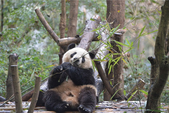 成都降雪气温骤降 大熊猫酣睡狂吃食量猛增10公斤