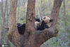 2021年1月10日，四川成都，由于近日来的大雪天气导致气温骤降，在成都大熊猫繁育研究基地内，熊猫们也开始减少活动，增加进食量。在熊猫的宿舍中，大多数熊猫基本上分为两种状态：一是舒服的躺着吃着竹子，二是躺在树杈间或草地上酣睡。图为成都大熊猫繁育研究基地内，正在树杈上酣睡的大熊猫。
