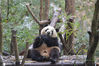 2021年1月10日，四川成都，由于近日来的大雪天气导致气温骤降，在成都大熊猫繁育研究基地内，熊猫们也开始减少活动，增加进食量。在熊猫的宿舍中，大多数熊猫基本上分为两种状态：一是舒服的躺着吃着竹子，二是躺在树杈间或草地上酣睡。图为成都大熊猫繁育研究基地内，大熊猫正在不停的吃竹子。
