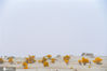 2019年10月8号，新疆塔克拉玛干大沙漠胡杨林，秋季的胡杨林呈现出金黄色，再干旱的大沙漠中顽强的生长，不仅美观，还能防风固沙。