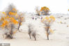 2019年10月8号，新疆塔克拉玛干大沙漠胡杨林，秋季的胡杨林呈现出金黄色，再干旱的大沙漠中顽强的生长，不仅美观，还能防风固沙。来源：IC photo