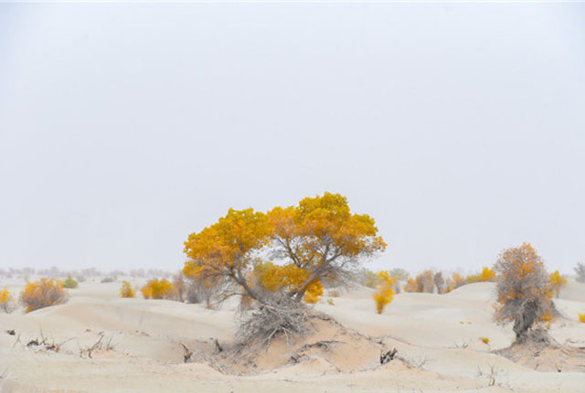新疆塔克拉玛干大沙漠胡杨林美如油画