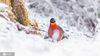  2021年1月12日，近日，地处重庆市南川区境内的国家风景名胜区金佛山连降瑞雪，红腹角雉、松鼠、橙翅噪鹛在皑皑白雪中踏雪觅食，萌动的身影恰似雪中精灵。