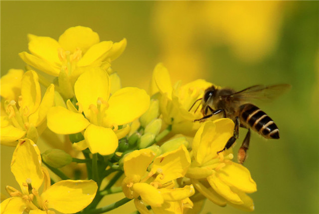 广西柳州：蜜蜂花丛中飞舞 迎接春天到来