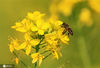 2021年1月15日，广西柳州市融安县出现冬日里晴好天气，油菜花迎着冬日的暖阳开放，蜜蜂在花丛中飞舞，迎接春天的到来。