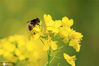 2021年1月15日，广西柳州市融安县出现冬日里晴好天气，油菜花迎着冬日的暖阳开放，蜜蜂在花丛中飞舞，迎接春天的到来。
