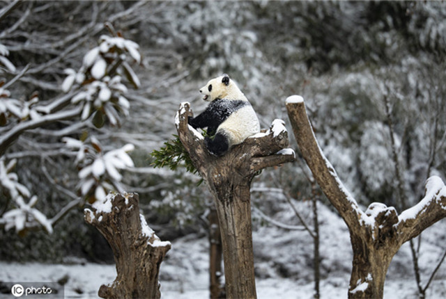 四川阿坝迎来降雪 大熊猫雪后撒欢爬树萌翻了