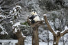 2021年1月17日，阿坝藏族羌族自治州汶川县卧龙中华大熊猫苑神树坪基地迎来了一场大雪，雪后阳光灿烂，生活在这里的大熊猫欢心无比，憨态可掬。图为大熊猫在雪后阳光下戏耍。