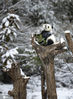 2021年1月17日，阿坝藏族羌族自治州汶川县卧龙中华大熊猫苑神树坪基地迎来了一场大雪，雪后阳光灿烂，生活在这里的大熊猫欢心无比，憨态可掬。图为大熊猫在雪后阳光下戏耍。