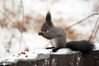 2021年1月20日，萌萌小松鼠在白雪中找寻食物或觅食。近日，辽宁沈阳喜降瑞雪，松鼠在皑皑白雪中觅食，宛如雪中精灵。图为2021年1月20日，一只松鼠在觅食。来源：IC photo 黄金崑/IC photo

