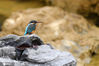 2021年1月21日在贵州省仁怀市楠竹林公园仙女湖边拍摄的翠鸟。
