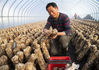 A farmer picks mushrooms at the industrial park in the Sanshui sub-district of Jiangyan district in Taizhou, East China's Jiangsu province, Jan 24, 2021. [Photo/Xinhua]