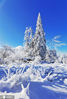 2021年1月5日，吉林省敦化市林业局新立林场新开岭上，雪深齐腰，高山雾凇，银装素裹分外妖娆。