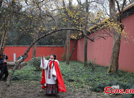 Wintersweet flowers bloom in Nanjing scenic spot