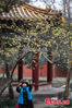 A visitor takes photos of wintersweet flowers at the Ming Xiaoling Mausoleum in Nanjing, Jiangsu Province on Jan. 4, 2021. (Photo: China News Service/Yang Bo)